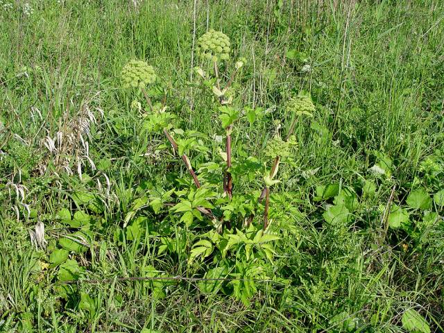 عکس سنبل ختایی Angelica archangelica 11